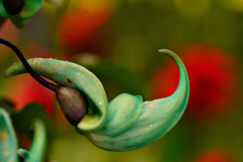 Jade Vine