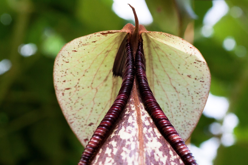 Pitcher Plant